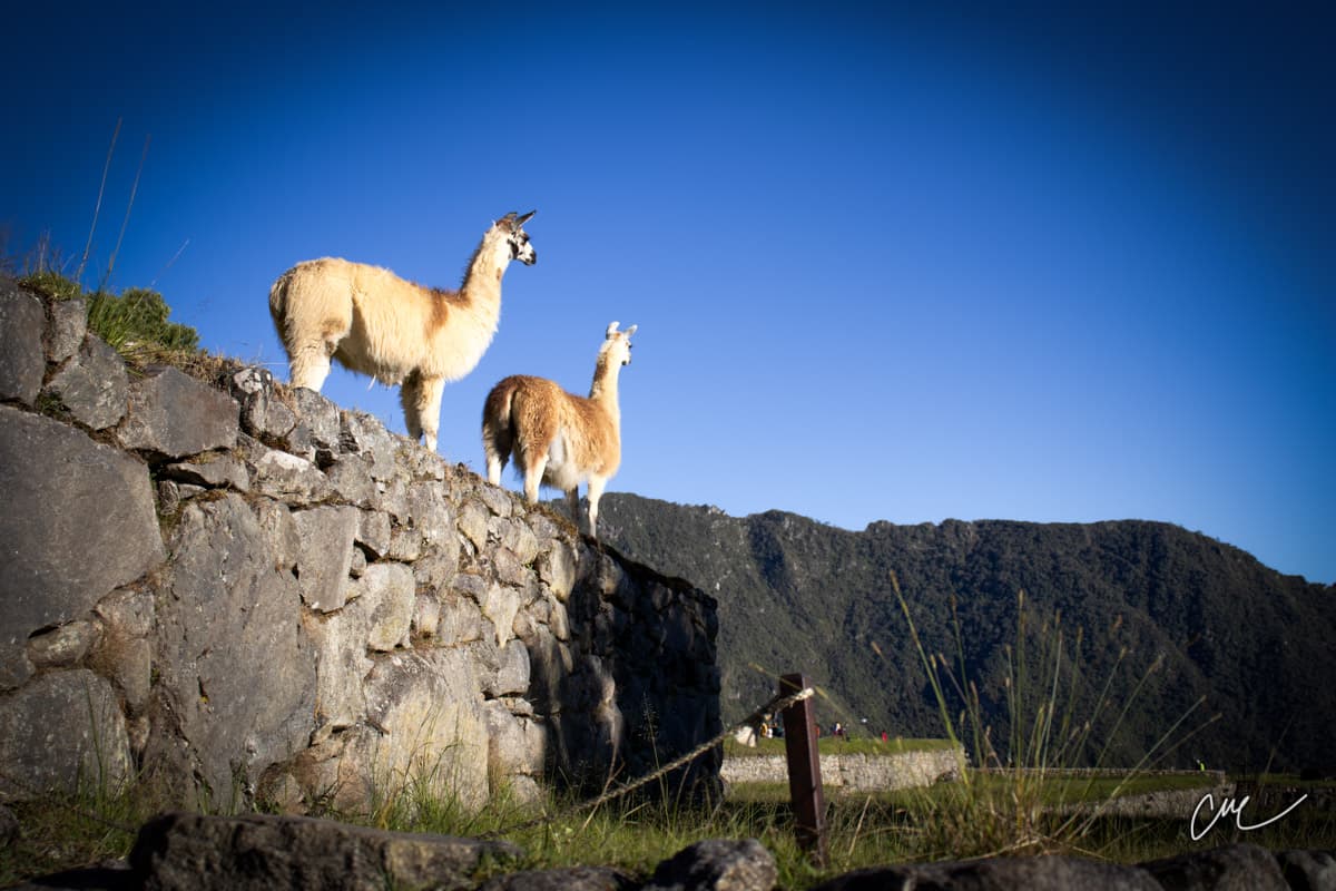 Alpacas