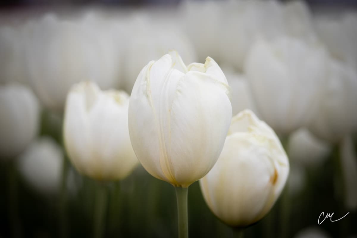 White Iris